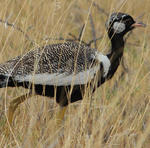 Parc Etosha