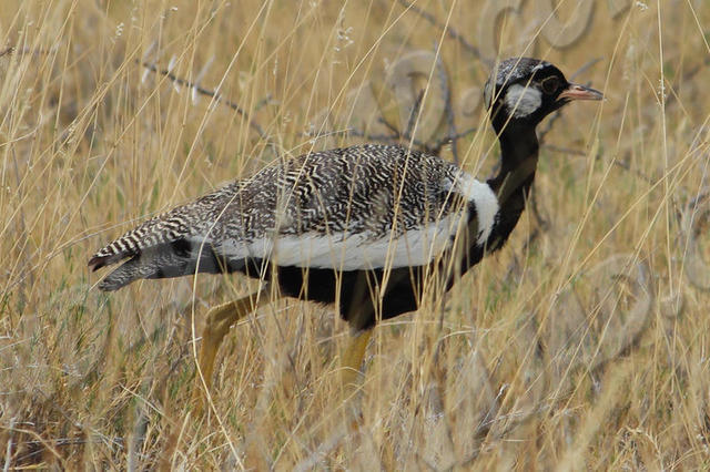 Parc Etosha