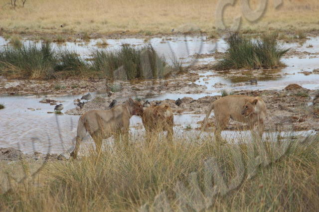 Parc Etosha