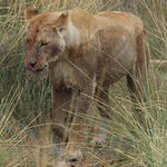 Parc Etosha