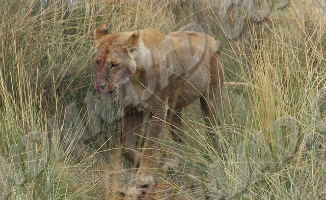 Parc Etosha