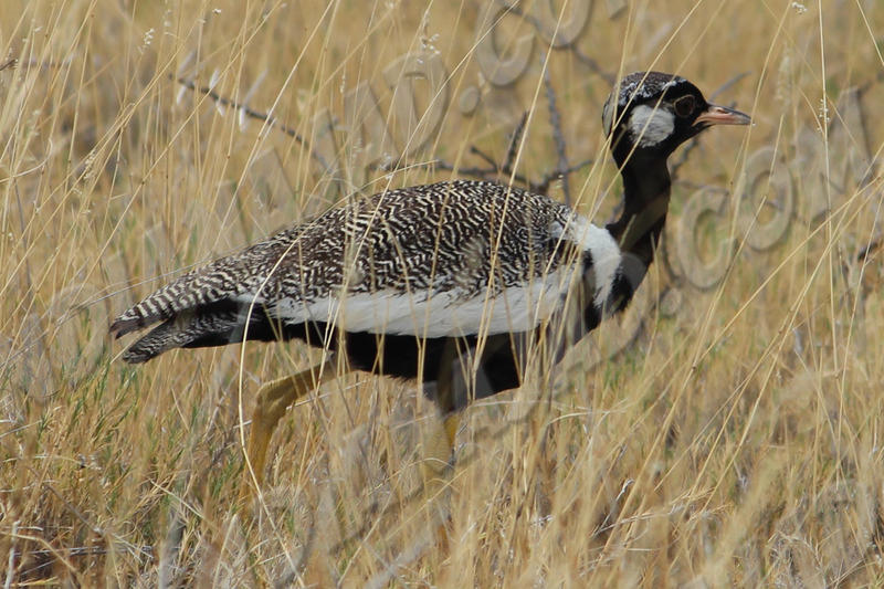 Parc Etosha