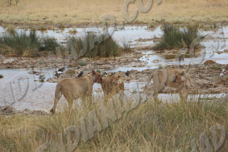 Parc Etosha