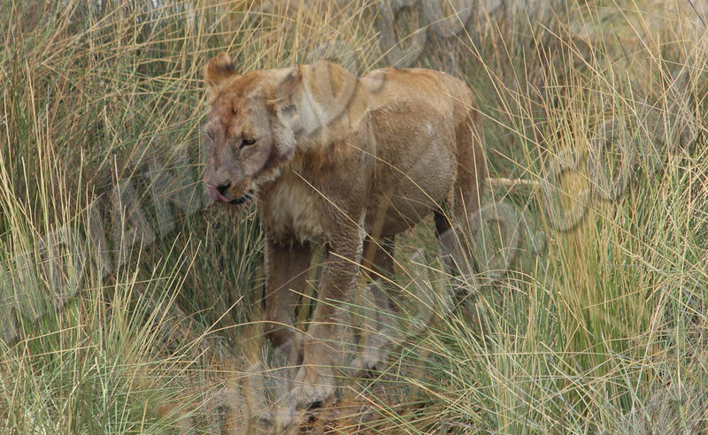 Parc Etosha