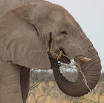 Parc Etosha