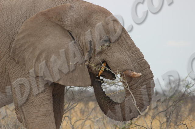 Parc Etosha