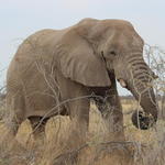 Parc Etosha