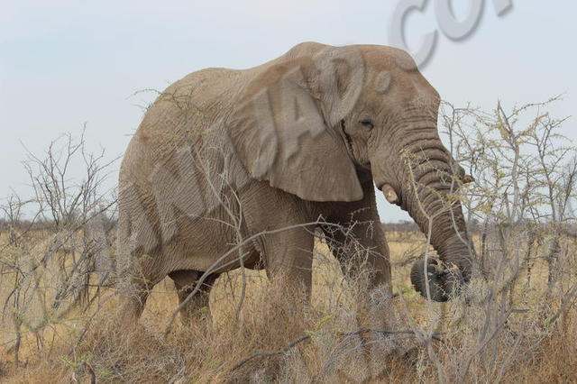 Parc Etosha