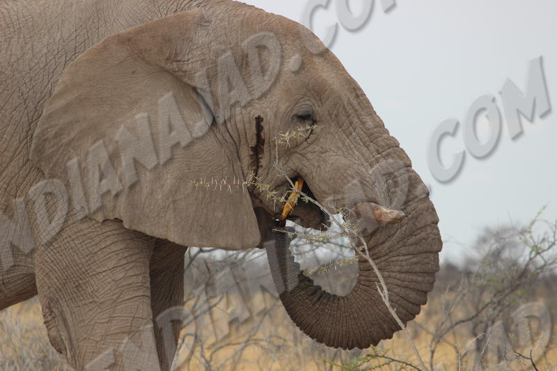 Parc Etosha