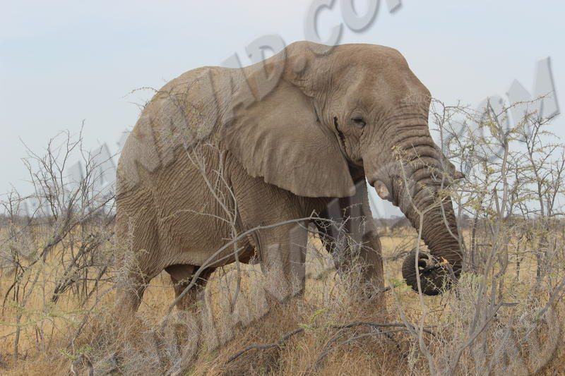 Parc Etosha