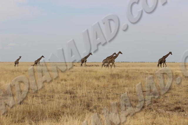 Parc Etosha