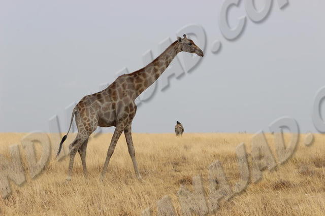Parc Etosha