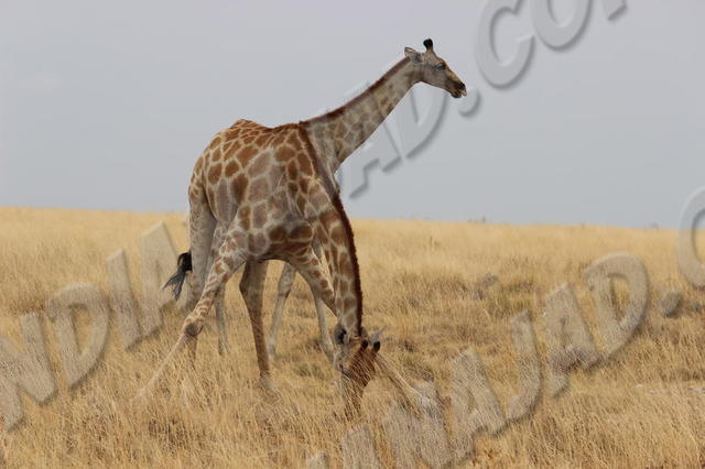 Parc Etosha