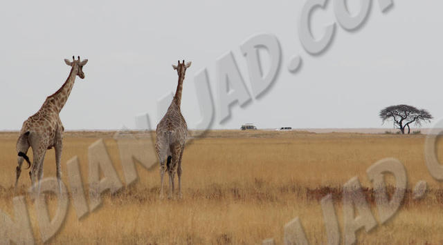 Parc Etosha
