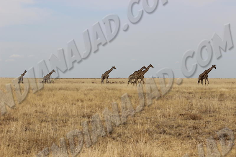 Parc Etosha