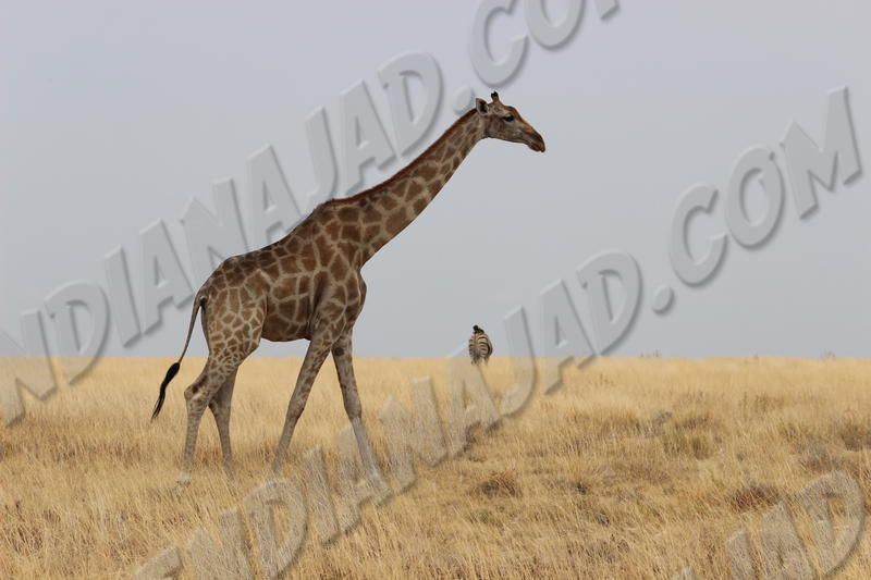 Parc Etosha