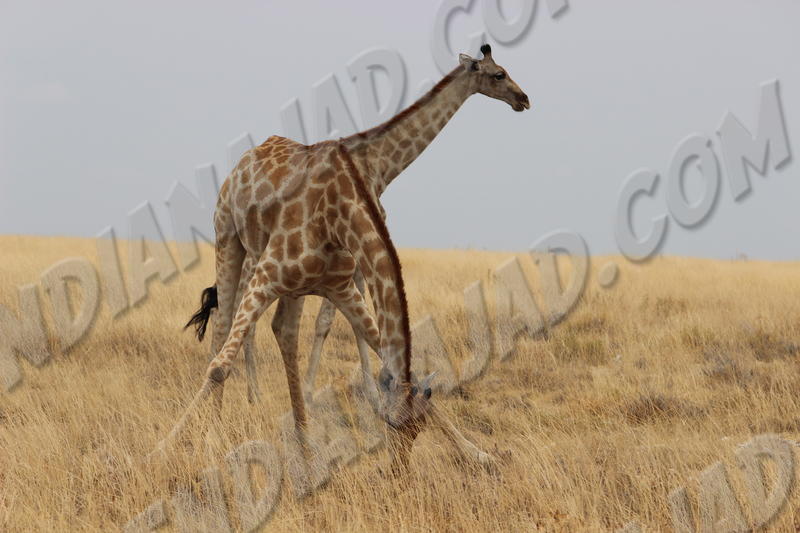 Parc Etosha