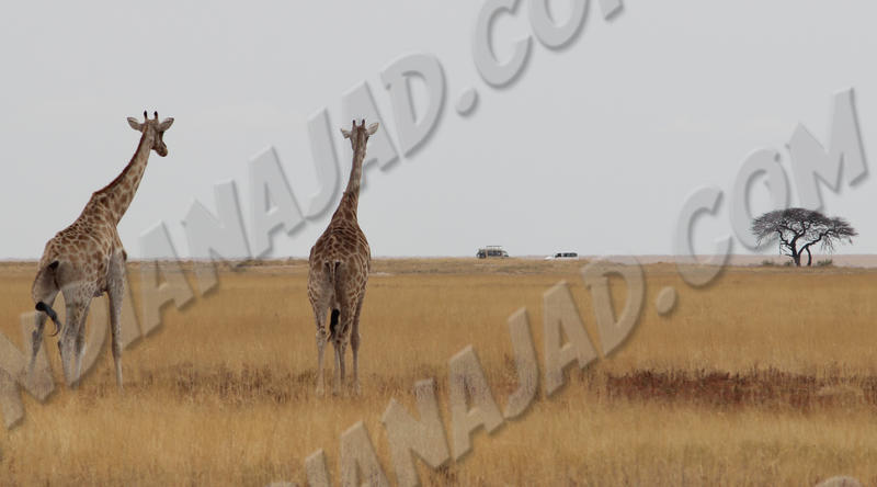 Parc Etosha
