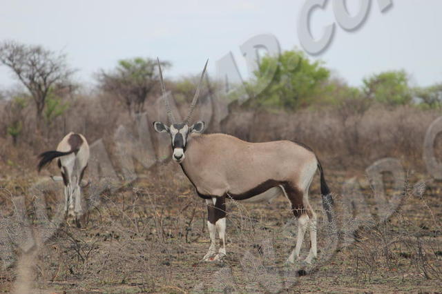 Parc Etosha