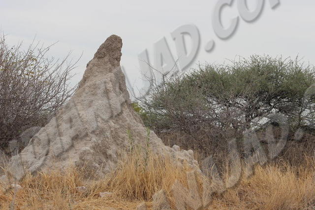 Parc Etosha