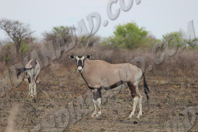 Parc Etosha