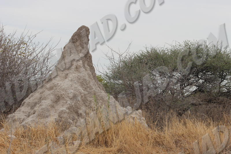 Parc Etosha