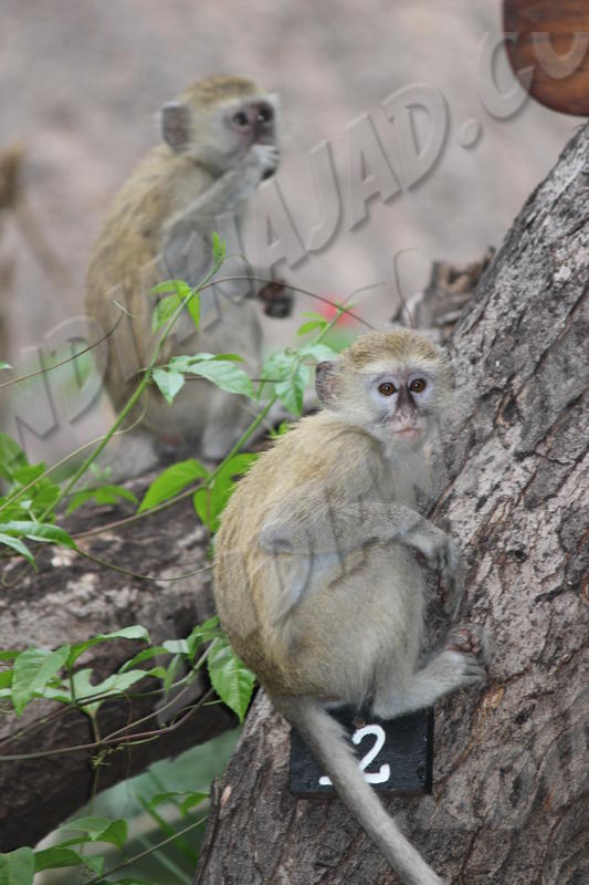 Katima Mulilo