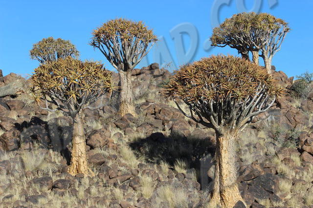 Keetmanshoop