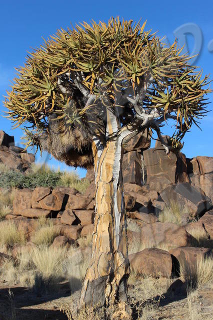 Keetmanshoop