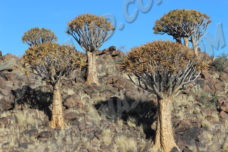 Keetmanshoop