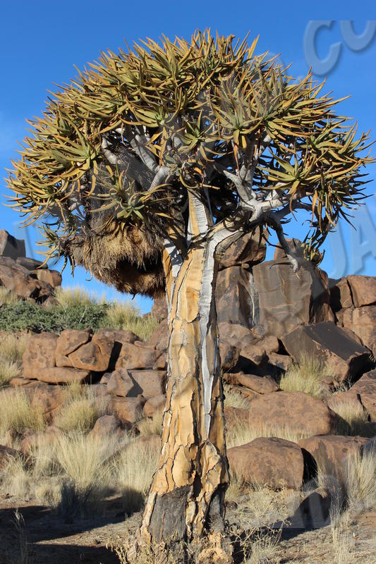 Keetmanshoop