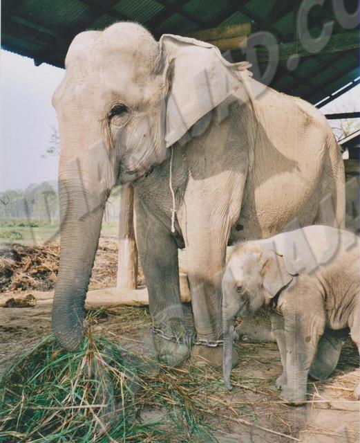 Sauraha