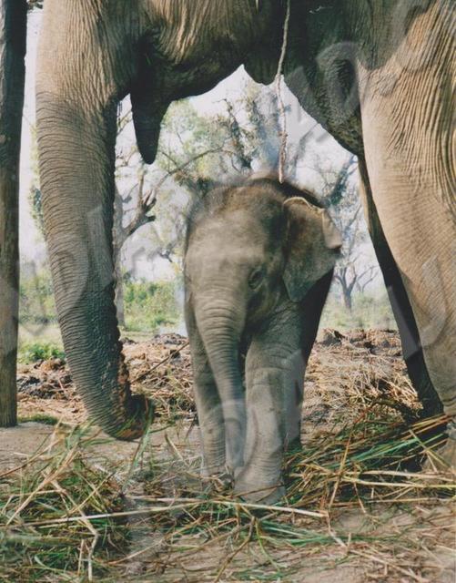 Sauraha