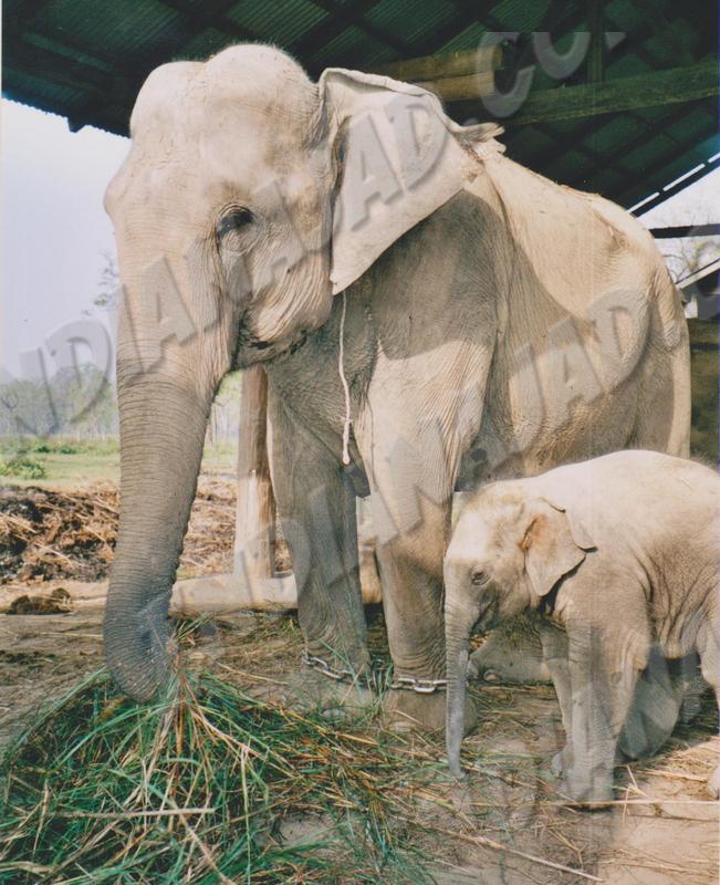 Sauraha