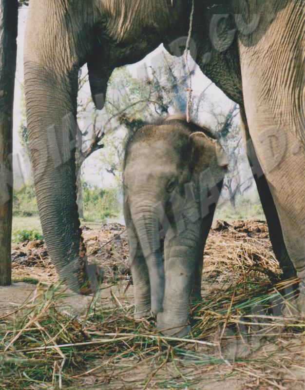 Sauraha