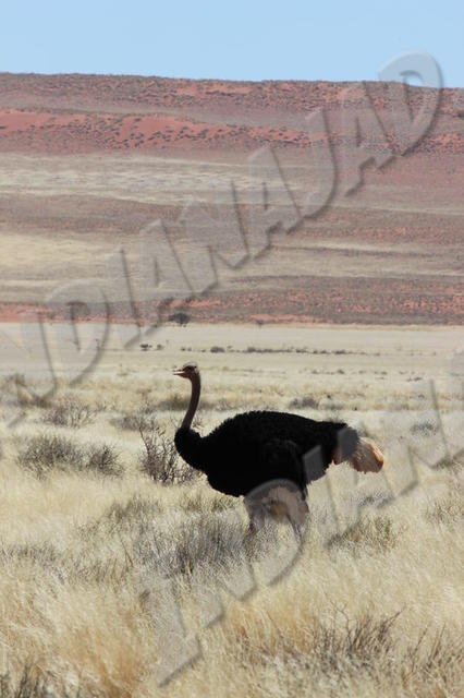 Namibie