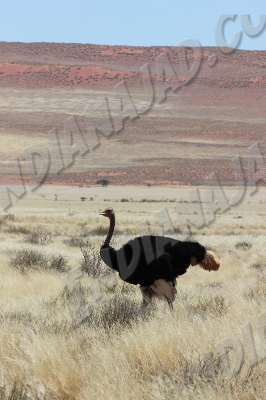 Namibie