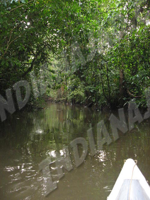 Tortuguero