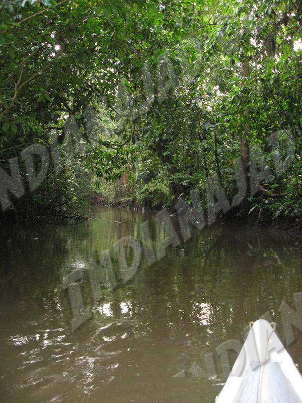 Tortuguero