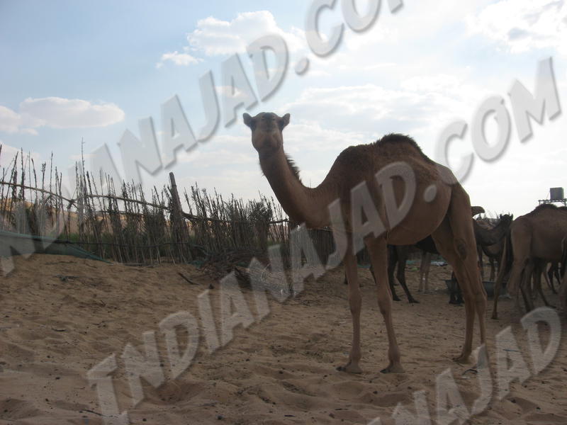 Oasis de Liwa