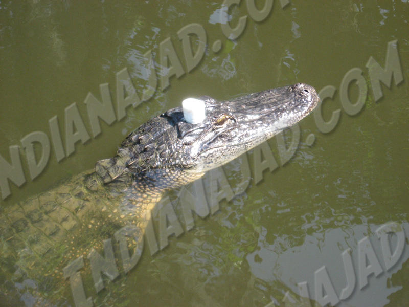 Louisiane - Bayou Barataria