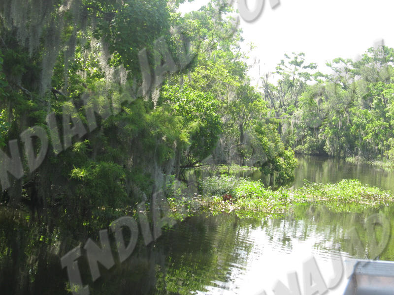Louisiane - Bayou Barataria