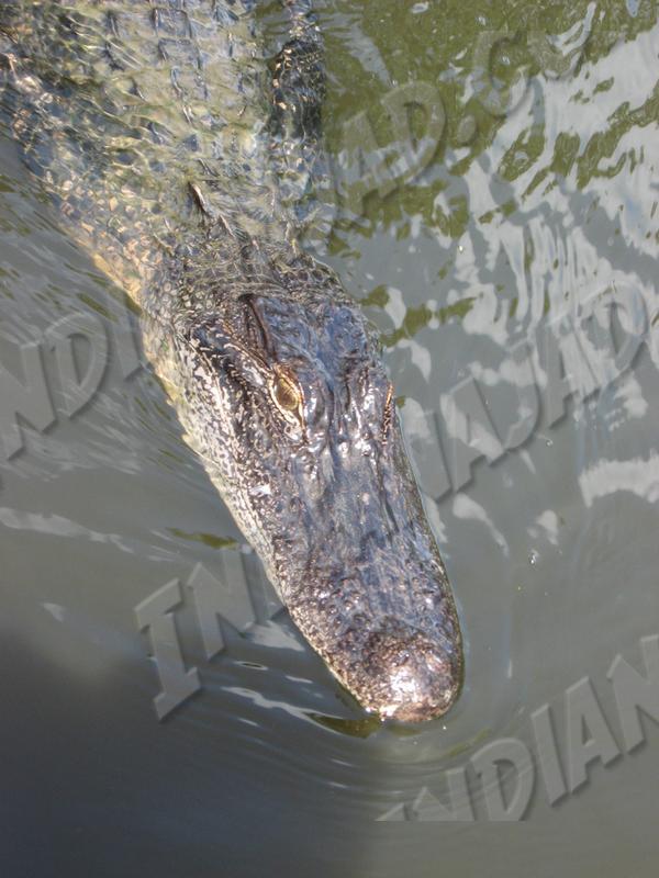 Louisiane - Bayou Barataria