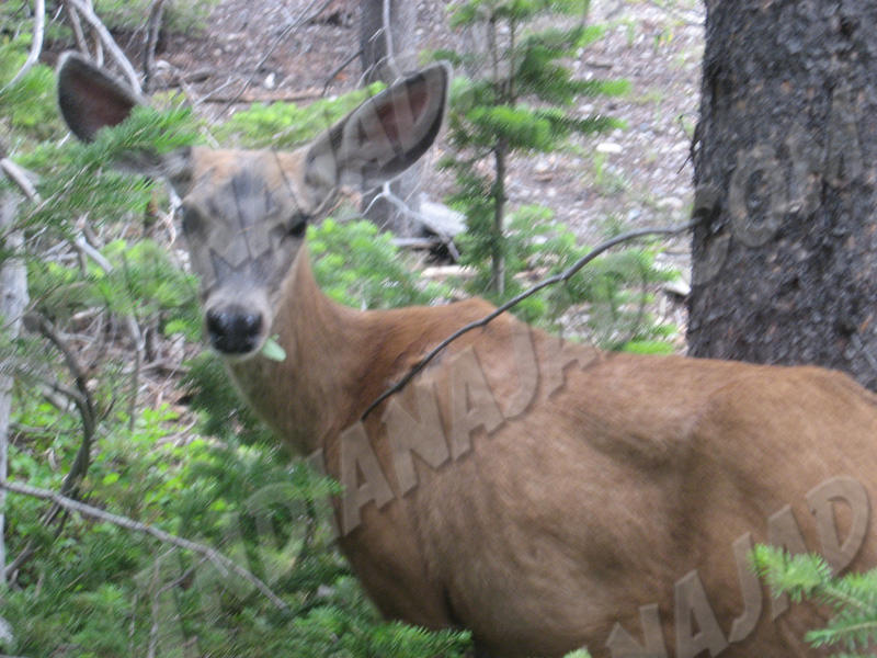 Wyoming - Grand Teton