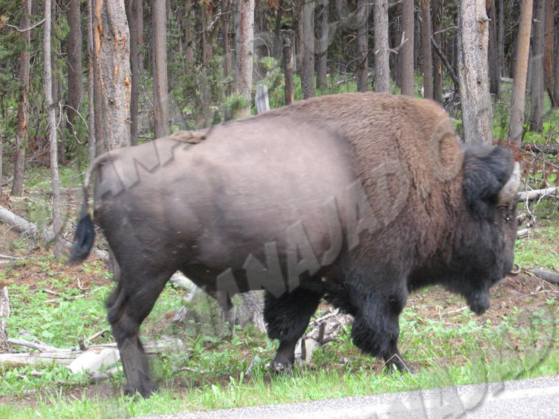 Wyoming - Yellowstone