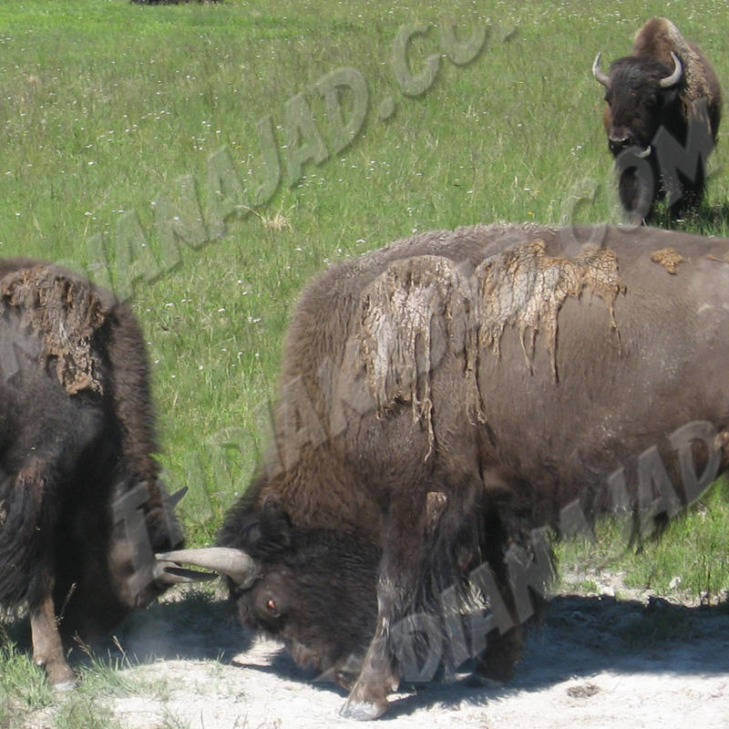 Wyoming - Yellowstone