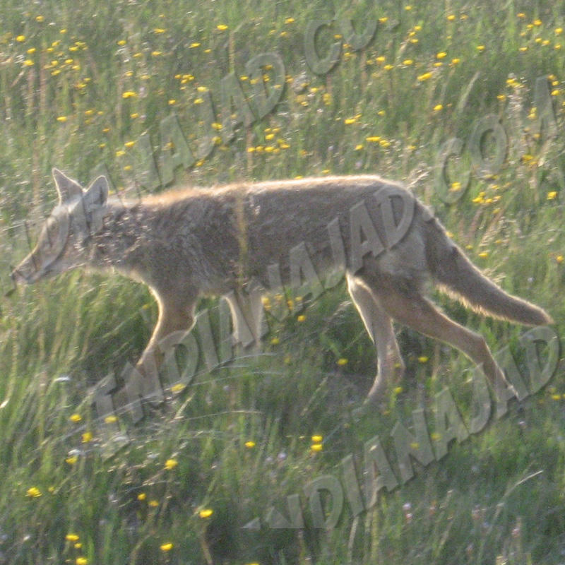 Wyoming - Yellowstone