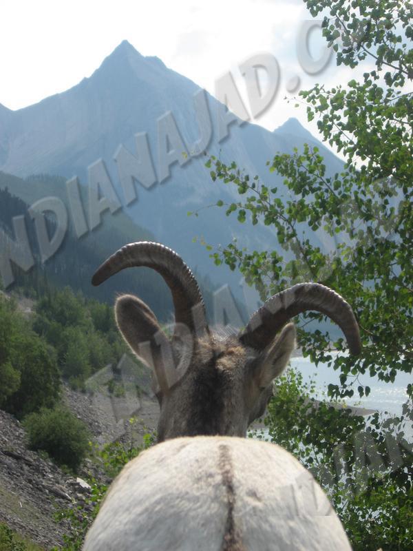 Alberta - Jasper
