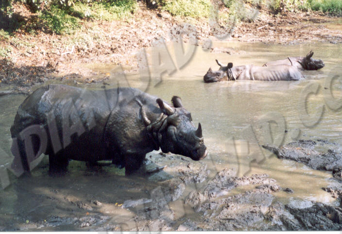 Parc de Chitwan