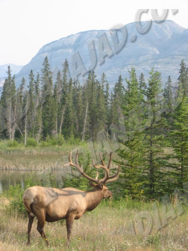 Alberta - Jasper